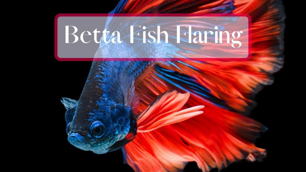 Betta Fish Flaring Everything You Need To Know FishTanko