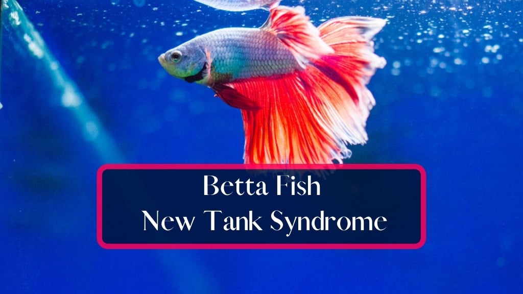 Betta Fish New Tank Syndrome. A Complete Guide