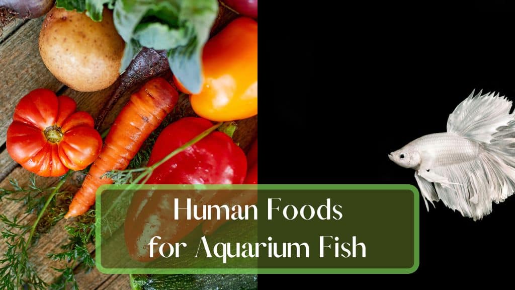 Human Foods For Aquarium Fish FishTanko