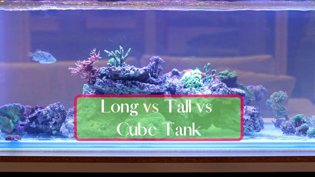Fish Tanks Long Vs Tall Vs Cube FishTanko