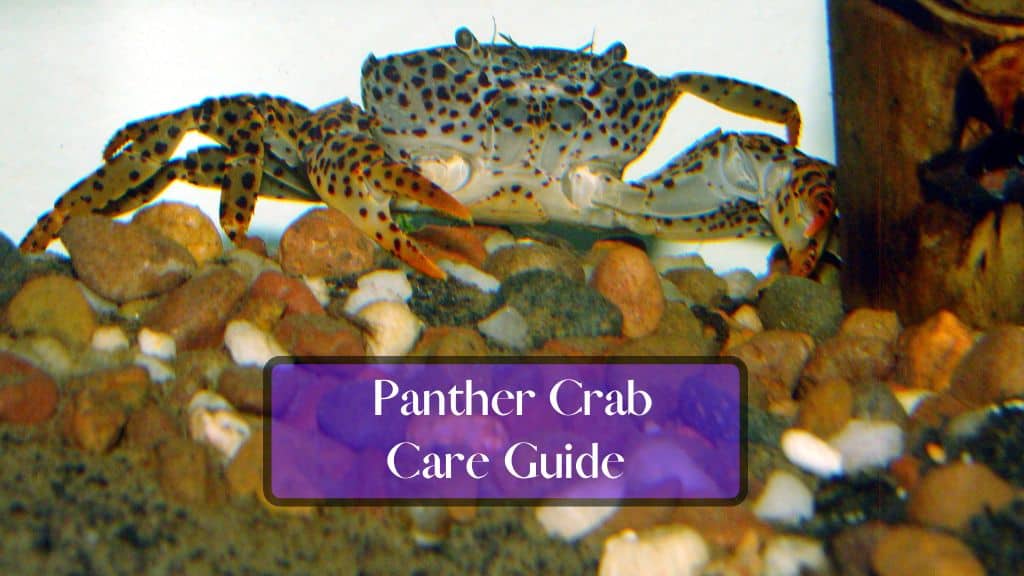 Panther Crab The Ultimate Care Guide FishTanko